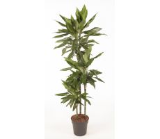 Dracaena Janet Lind (Drakenbloedboom), pot 24 cm, h 150 cm - afbeelding 2