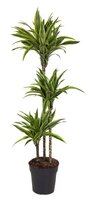 dracaena lemon lime 90-60-30, pot 24 cm, h 140 cm