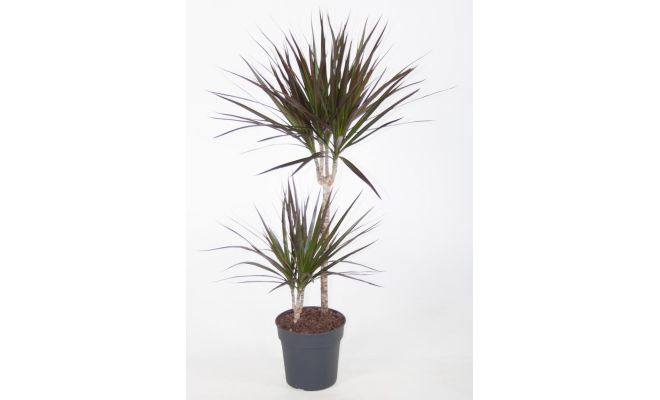 draceana magenta 45-15 (Drakenbloedboom), pot 19 cm, h90cm