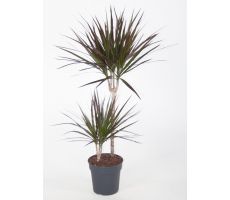 draceana magenta 45-15 (Drakenbloedboom), pot 19 cm, h90cm