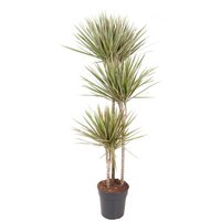 Dracaena marg. 'Bicolor 60-30-15, pot 21 cm, h 125 cm