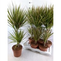 Dracaena marg Bicolor, p 17, h 70 cm - afbeelding 2