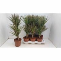 Dracaena marg Bicolor, p 17, h 70 cm - afbeelding 3