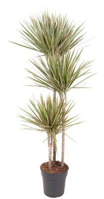 Dracaena marg Bicolor, p 17, h 70 cm - afbeelding 1