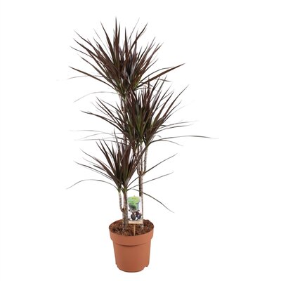 Dracaena marg. 'Magenta, pot 24 cm,  h 120 cm