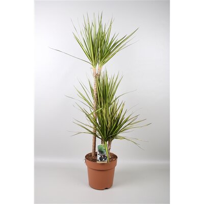 Dracaena marg. 'Sunray, pot 17 cm, h 80 cm