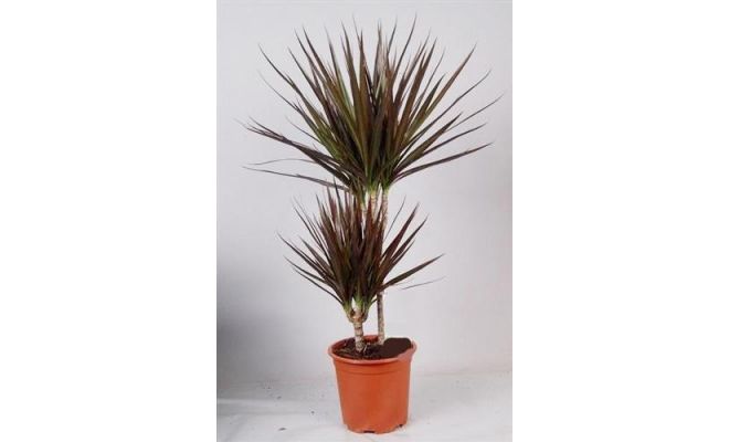 Dracaena marginata 30-10 (Drakenbloedboom), pot 17 cm, h 75 cm