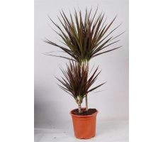 Dracaena marginata 30-10 (Drakenbloedboom), pot 17 cm, h 75 cm