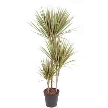 Dracaena marginata 60-15 (Drakenbloedboom), pot 21 cm, h 110 cm