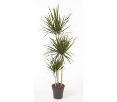 Dracaena Marginata (Drakenbloedboom), pot 24 cm, h 160 cm - afbeelding 1