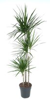 Dracaena Marginata (Drakenbloedboom), pot 24 cm, h 160 cm - afbeelding 2