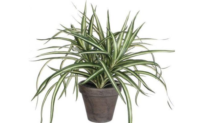 Dracaena, pot 40 cm, h 34 cm