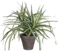 Dracaena, pot 40 cm, h 34 cm