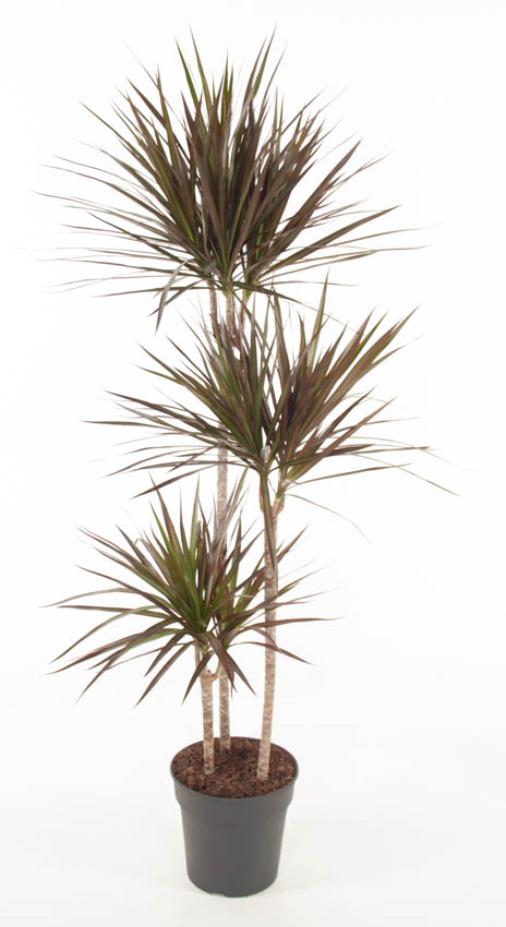 Draceana Magenta 90-60-30 (Drakenbloedboom), pot 24 cm, h 150 cm