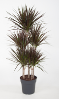 Draceana Magenta carrousel 90(drakenbloedboom), pot 31 cm, h 140 cm