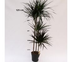 Draceana Magenta (Drakenbloedboom) 90-60-30, pot 24 cm, h 160 cm - afbeelding 2