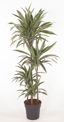 draceana warneckei 90-60-30-15 (Drakenbloedboom), pot 27 cm, h 150 cm