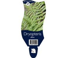 Dryopteris affinis P11