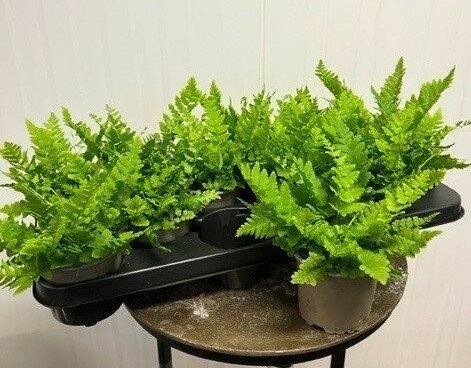 Dryopteris affinis P17 - afbeelding 1