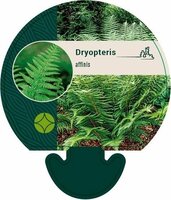 Dryopteris affinis P17 - afbeelding 2