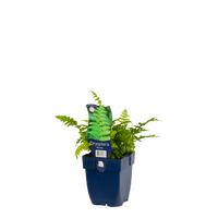 Dryopteris felix-mas P11 - afbeelding 2