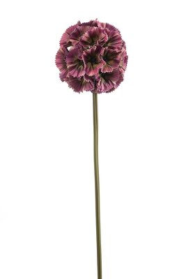 Duifkruidsteel, 66 cm, fuchsia