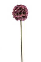 Duifkruidsteel, 66 cm, fuchsia