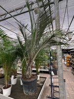 Dypsis decaryi, pot 65 cm, h 250 cm