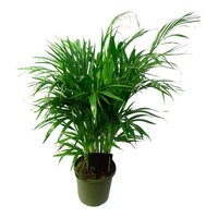 Dypsis lutescens Chrysalidoca (Goudpalm), pot 19 cm, h 80 cm - afbeelding 1