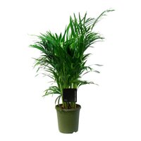 Dypsis lutescens Chrysalidoca (Goudpalm), pot 19 cm, h 80 cm - afbeelding 3