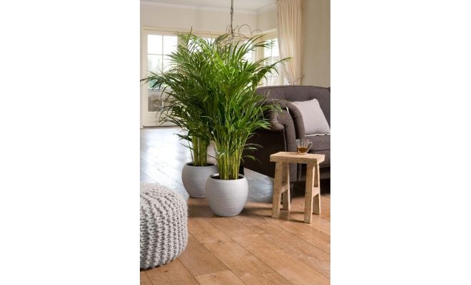 Dypsis Lutescens Chrysalidoca (Goudpalm), pot 21 cm, h 90 cm - afbeelding 1