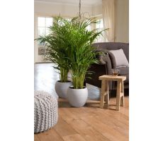 Dypsis Lutescens Chrysalidoca (Goudpalm), pot 21 cm, h 90 cm - afbeelding 1