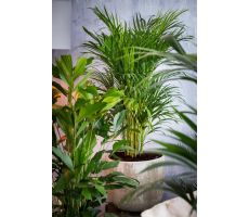 Dypsis Lutescens Chrysalidoca (Goudpalm), pot 21 cm, h 90 cm - afbeelding 2