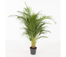 Dypsis Lutescens Chrysalidoca (Goudpalm), pot 21 cm, h 90 cm - afbeelding 3