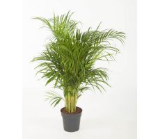 Dypsis Lutescens Chrysalidoca (Goudpalm), pot 21 cm, h 90 cm - afbeelding 4