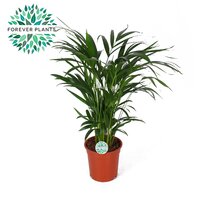 Dypsis lutescens Chrysalidoca (Goudpalm), pot 17 cm, h 60 cm