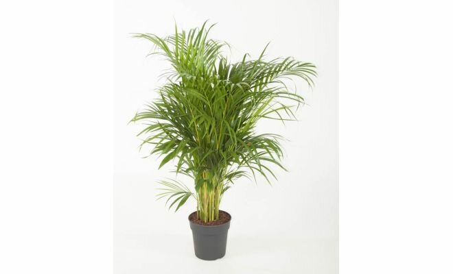 Dypsis lutescens Chrysalidoca, pot 21 cm, h 110 cm - afbeelding 1