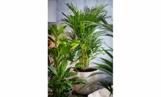 Dypsis lutescens Chrysalidoca, pot 21 cm, h 110 cm - afbeelding 2