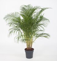 Dypsis Lutescens (Goudpalm), pot 27 cm, h 140 cm