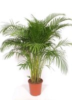Dypsis lutescens, pot 24 cm, h 140 cm