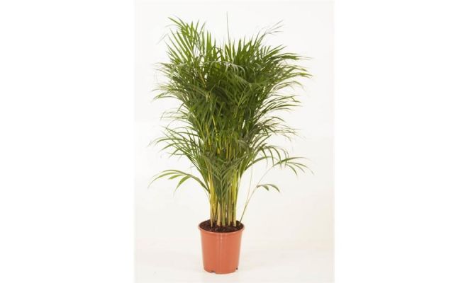 Dypsis Luthescens Areca (Goudpalm), pot 24 cm, h 130 cm