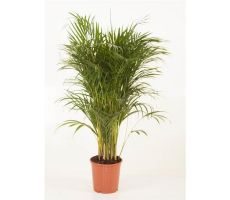 Dypsis Luthescens Areca (Goudpalm), pot 24 cm, h 130 cm