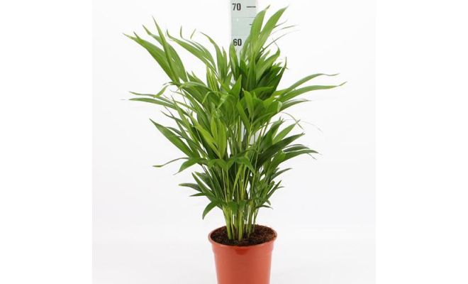 Dypsis Luthescens Chrysalidoca (Goudpalm), pot 17 cm, h 65 cm