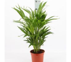 Dypsis Luthescens Chrysalidoca (Goudpalm), pot 17 cm, h 65 cm