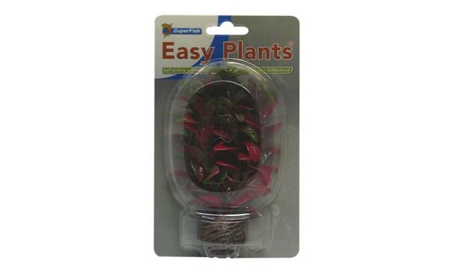 Easy plants small13cm nr. 7