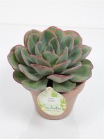 Echeveria Green Pacific, pot 14, h 20 cm