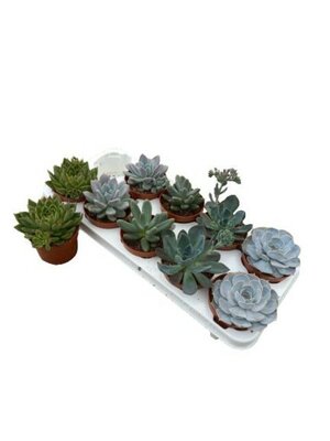 Echeveria mix, pot 10,5 cm, h 15 cm