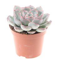Echeveria mystery, pot 12 cm, h 15 cm