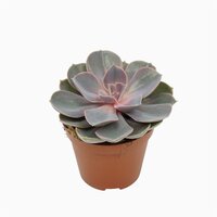 Echeveria 'Perle von Nurnberg' pot 12,5 cm, h 15 cm