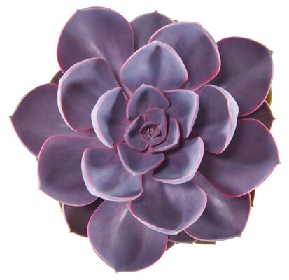 Echeveria Purple Pearl P12